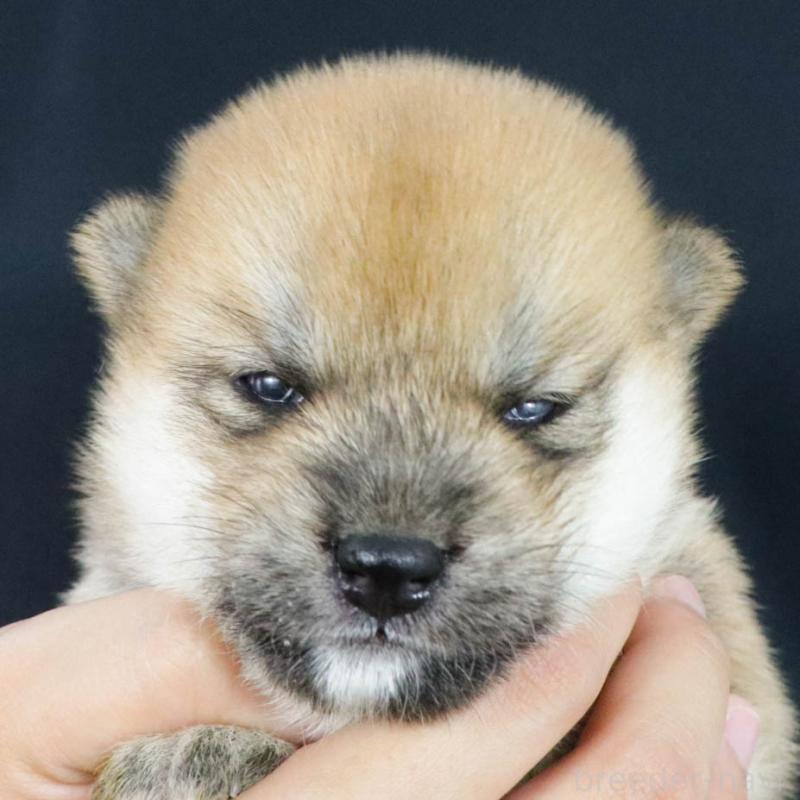 販売中の愛知県の柴犬-405247の3枚目